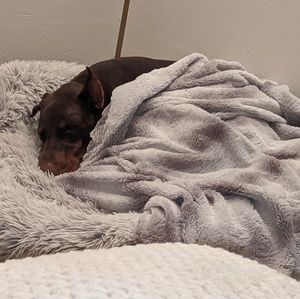 Meet your Posher, Amber